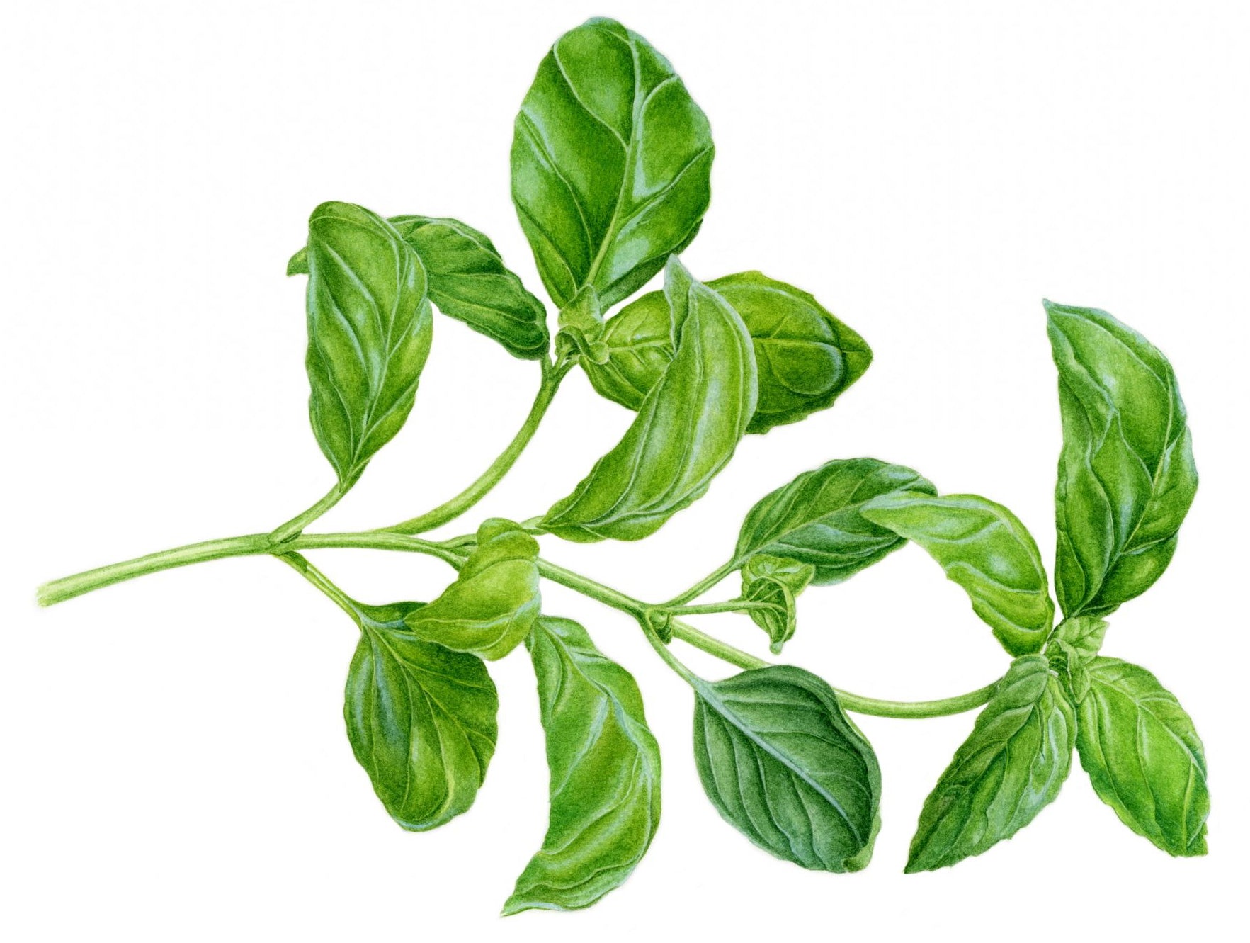 Basil botanical illustration