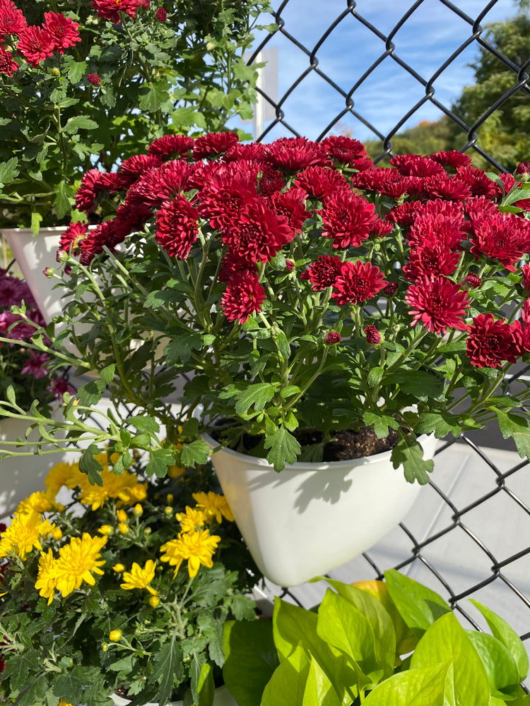 Sead Pod Vertical Garden planters are hung from a chain link fence at a school