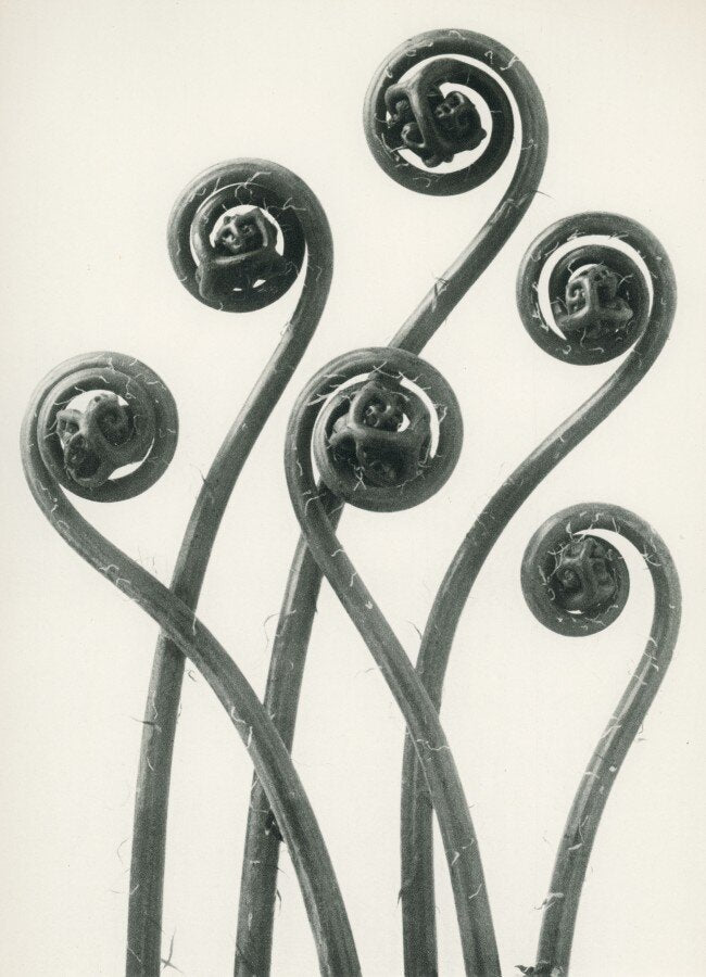 Karl Blossfeldt