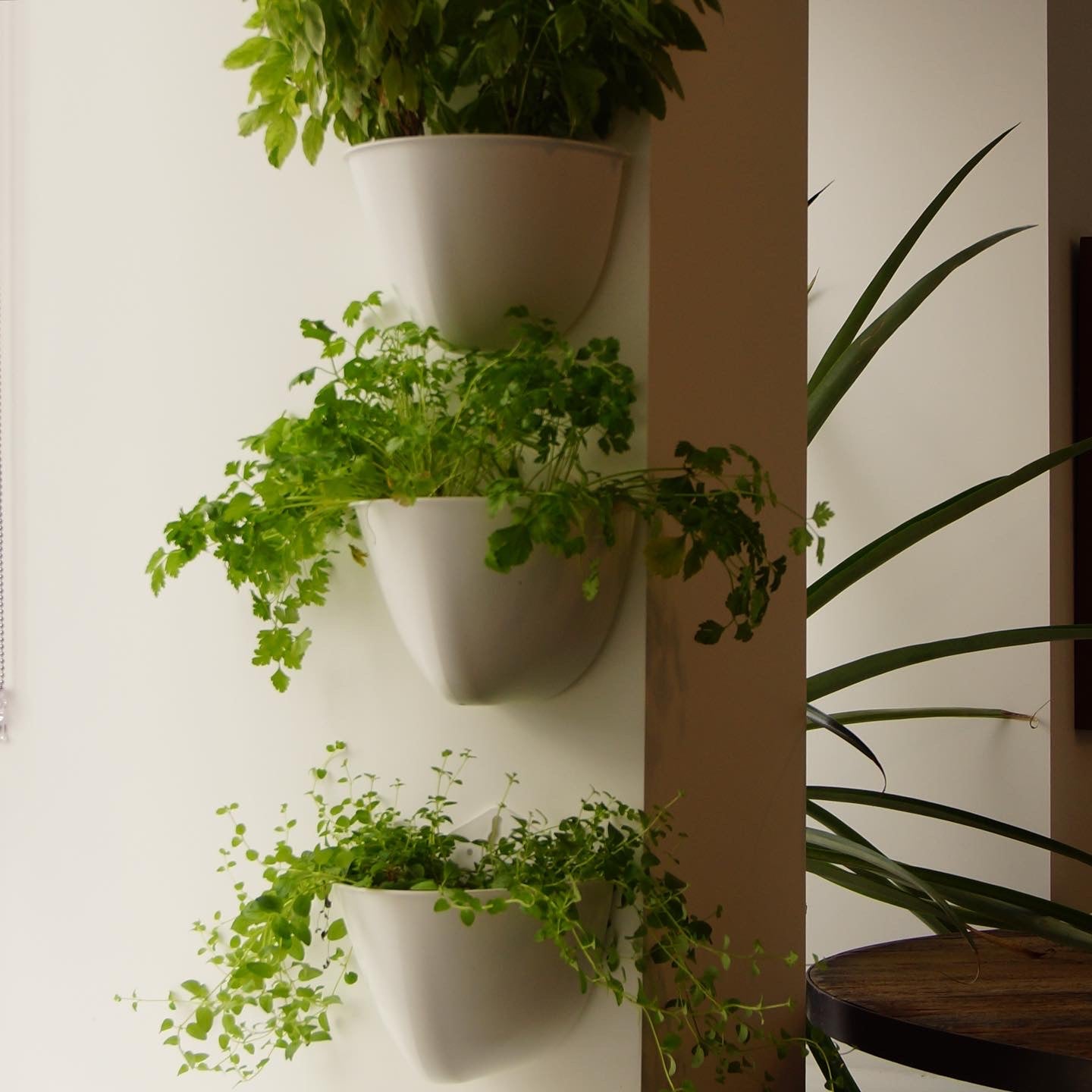 Herb Garden in a Box