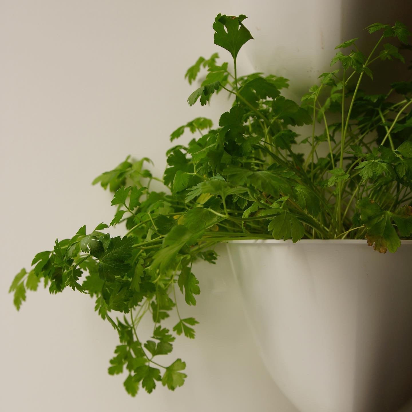 Herb Garden in a Box