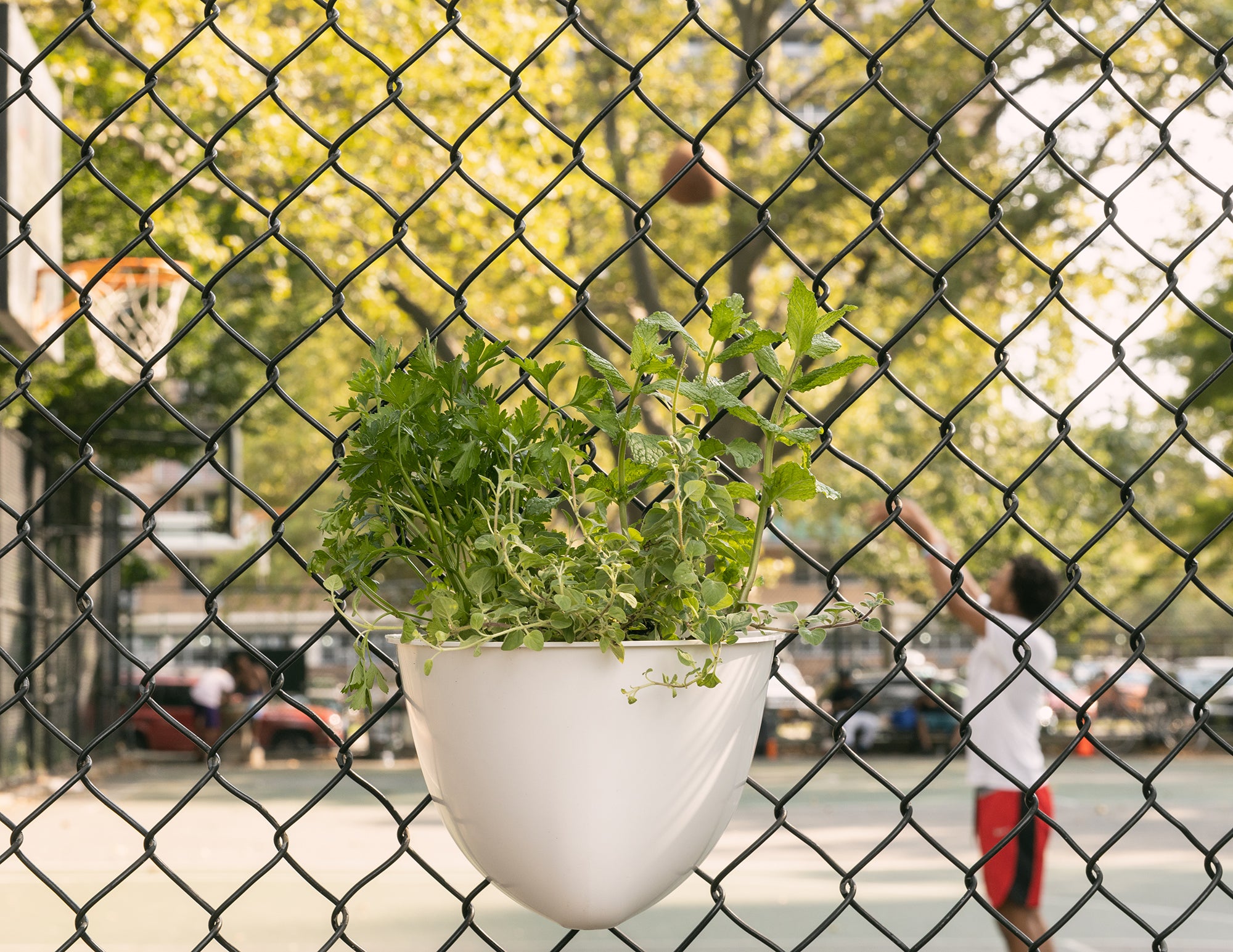A sead pod vertical garden planter hanging on a chain link fence next to a basketball court
