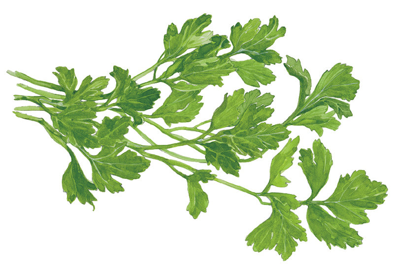 How to Grow: Parsley