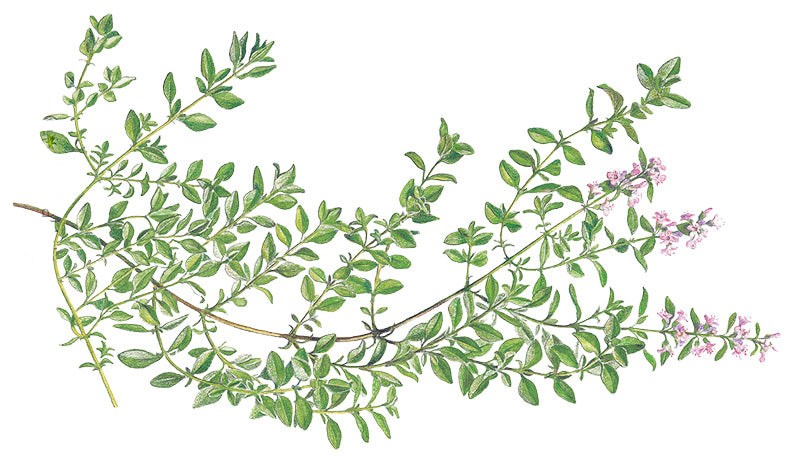How to Grow: Thyme