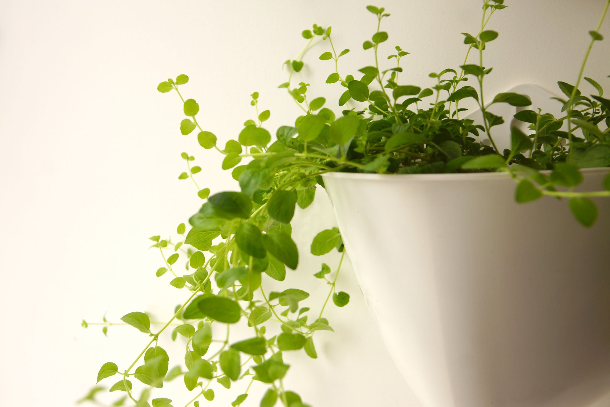 Herb Garden in a Box