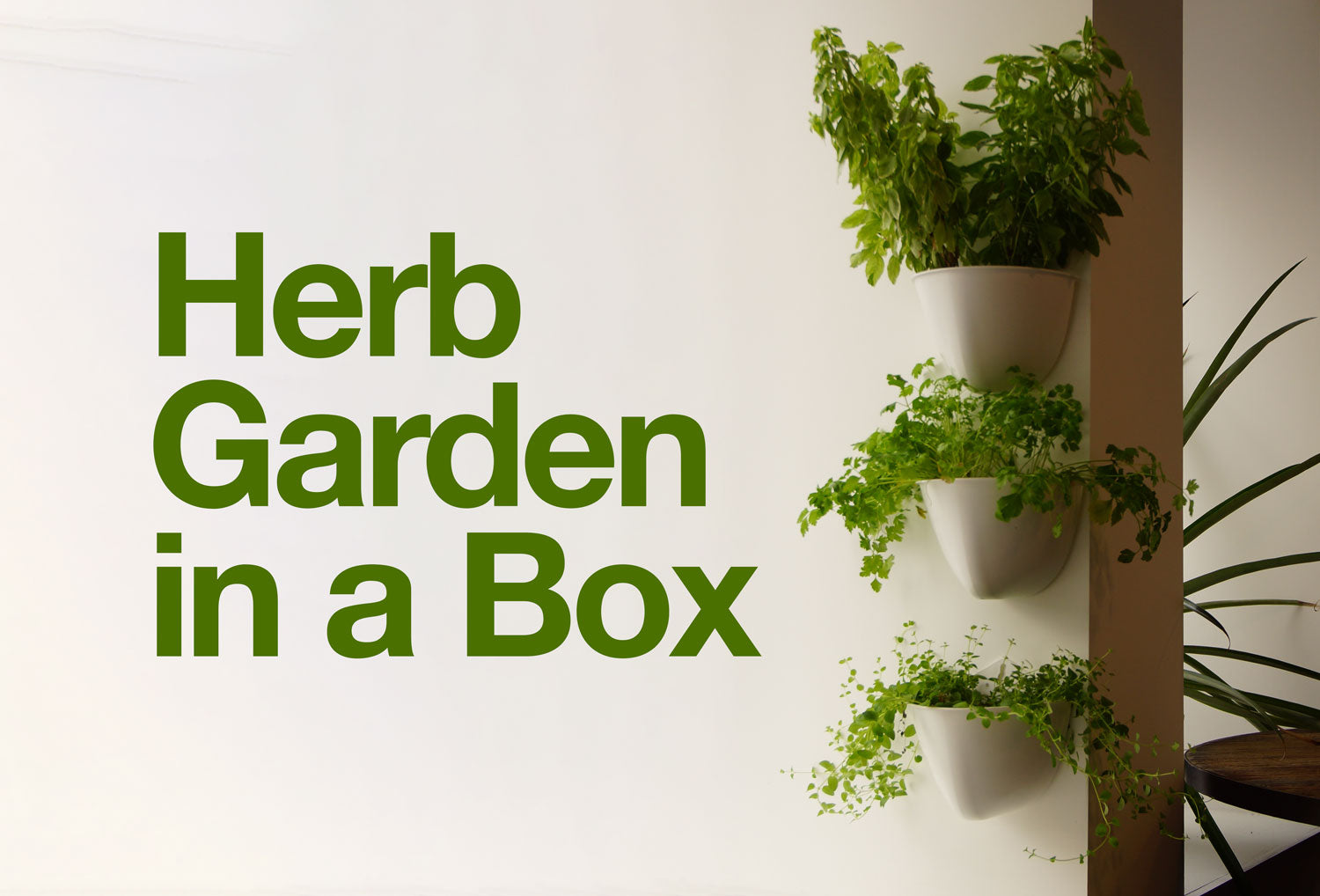 Herb Garden in a Box